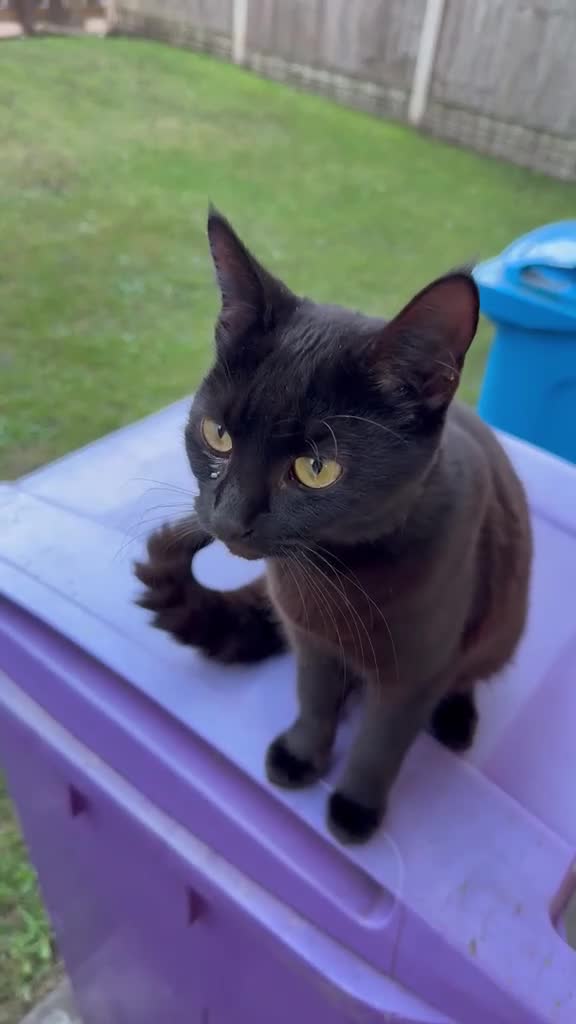 Mixed Breed cats for sale: Loving Black Female Cat Looking for a Home - Video 2