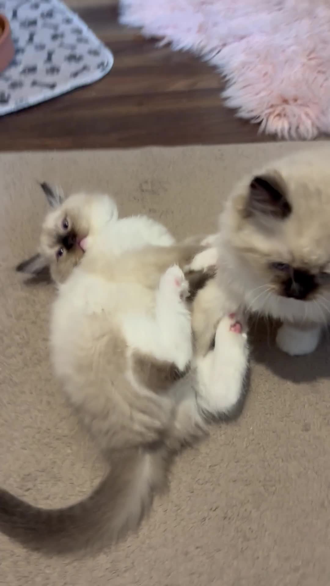 Ragdoll cats for sale: Pure Fluffy Ragdoll kittens - Video 2