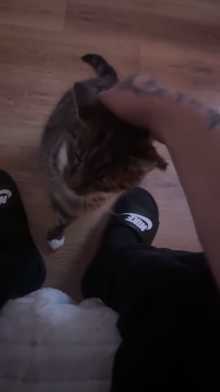 Mixed Breed cats for sale: Tabby cat - Video 1