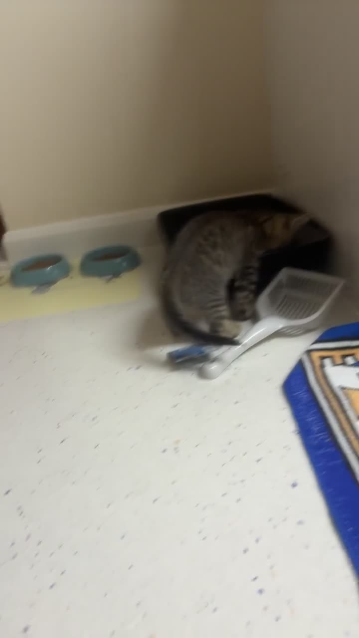 Mixed Breed cats for sale: 2 gorgeous tabby kittens - Video 1