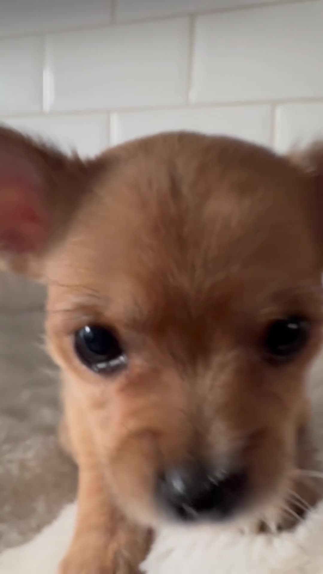 Pomchi dogs for sale: Pomchi puppies - Video 1