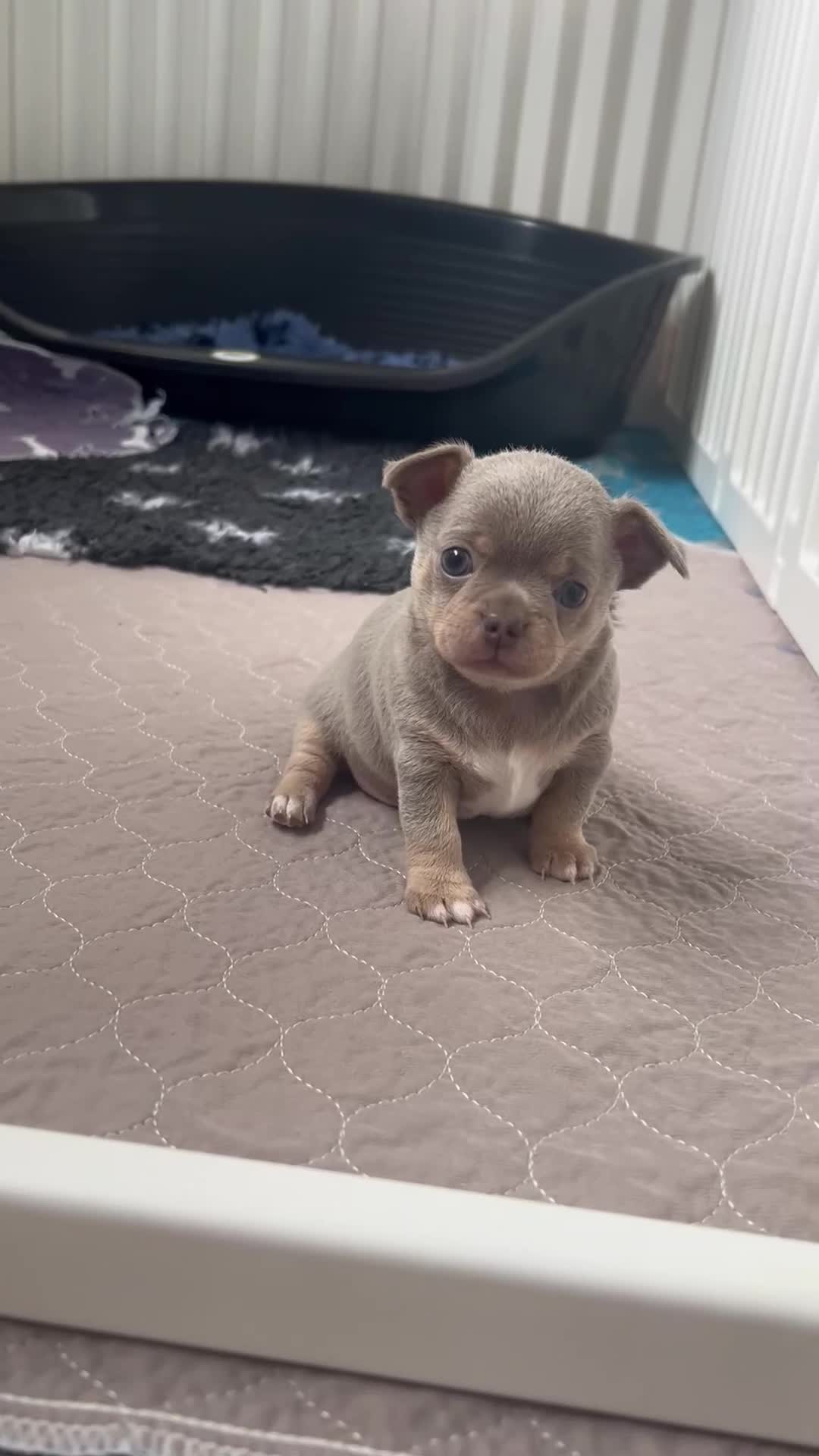 Chihuahua dogs for sale: Kc registered lilac chihuahua boy - Video 2