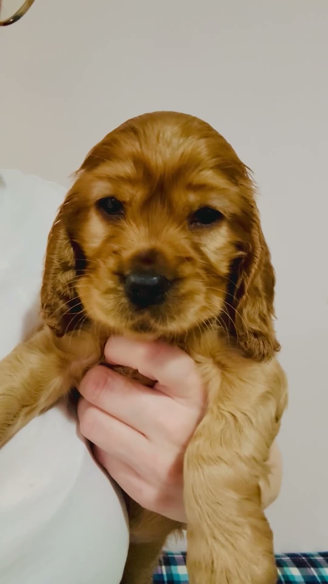 Cocker Spaniel dogs for sale: Red Sable show cocker spaniel male - Video 1