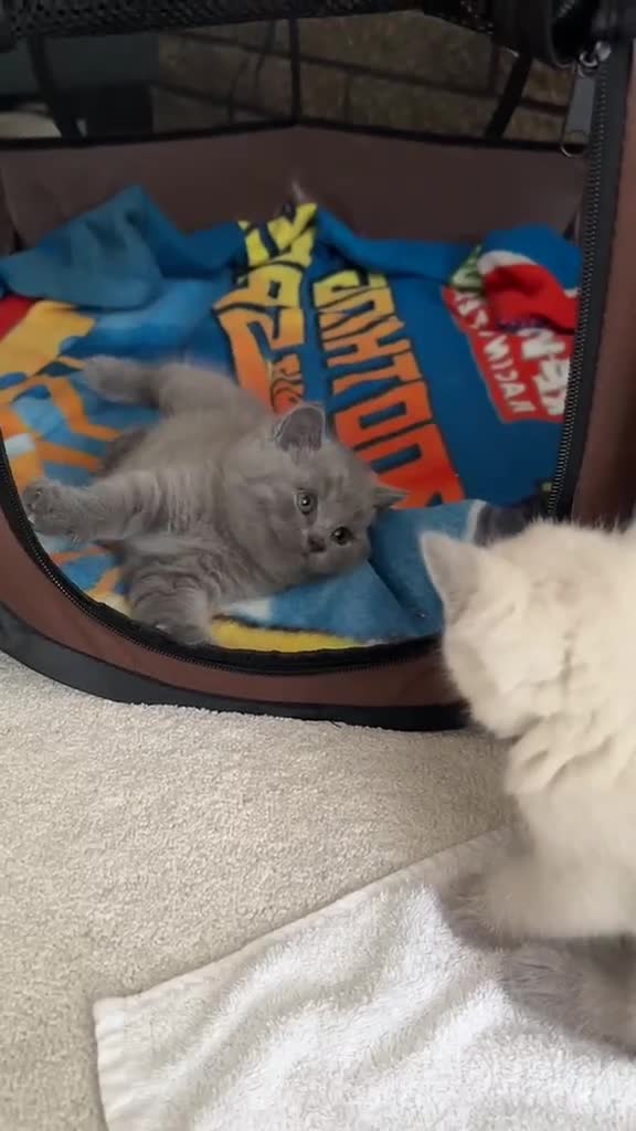 British Shorthair cats for sale: Beautiful British Shorthair Kittens - Video 1