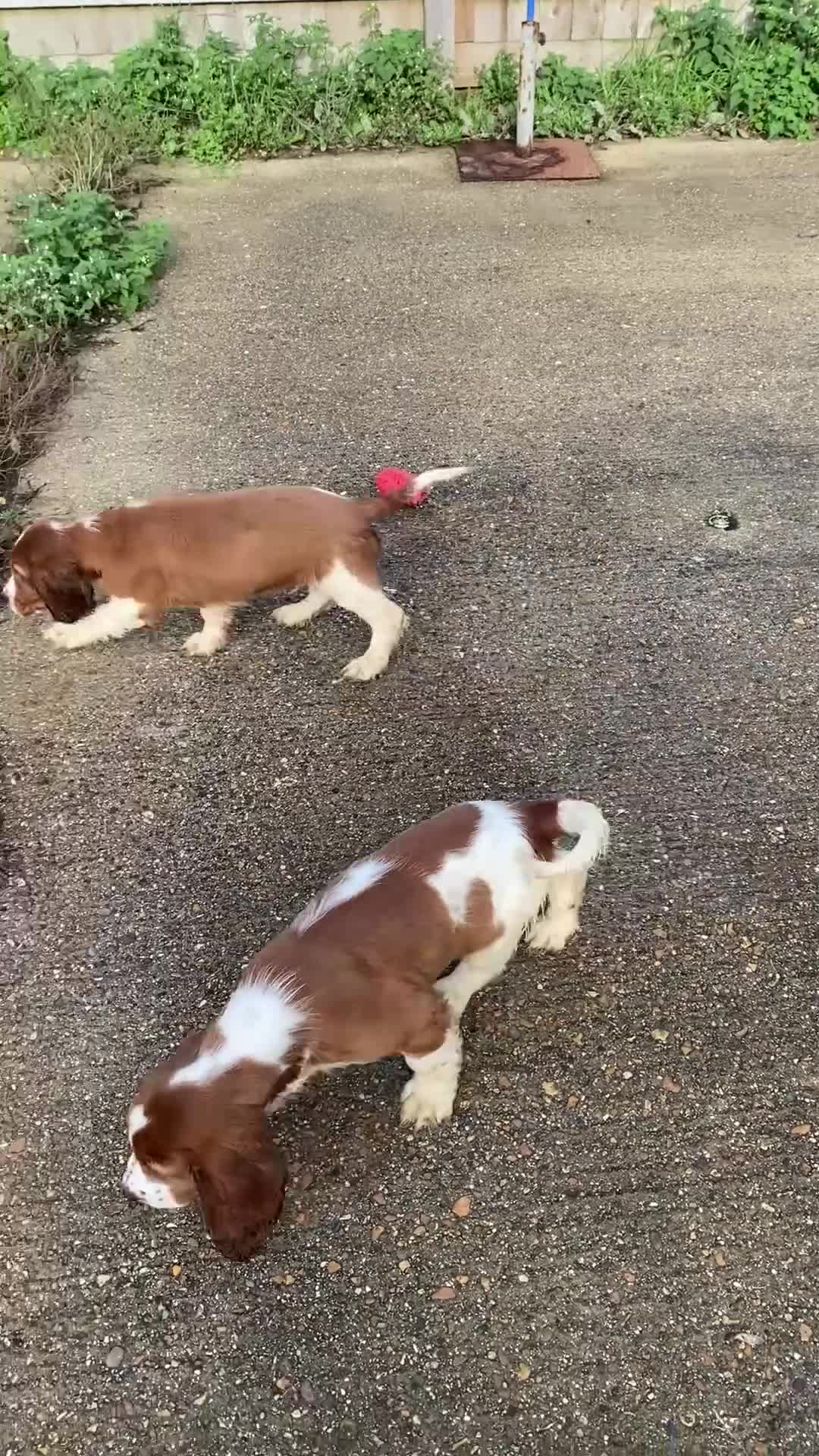 Welsh Springer Spaniel dogs for sale: Beautifully bred Welsh Springer Spaniels  - Video 1