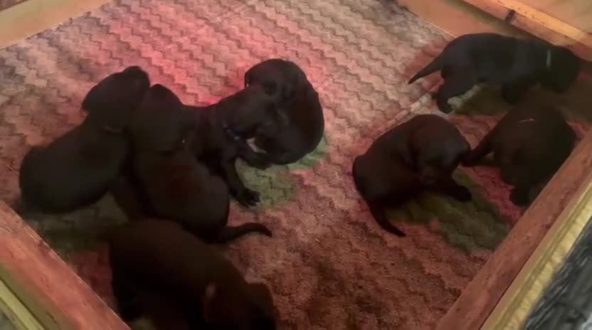 Labrador Retriever dogs for sale: Beautiful Labrador Puppies - Video 1