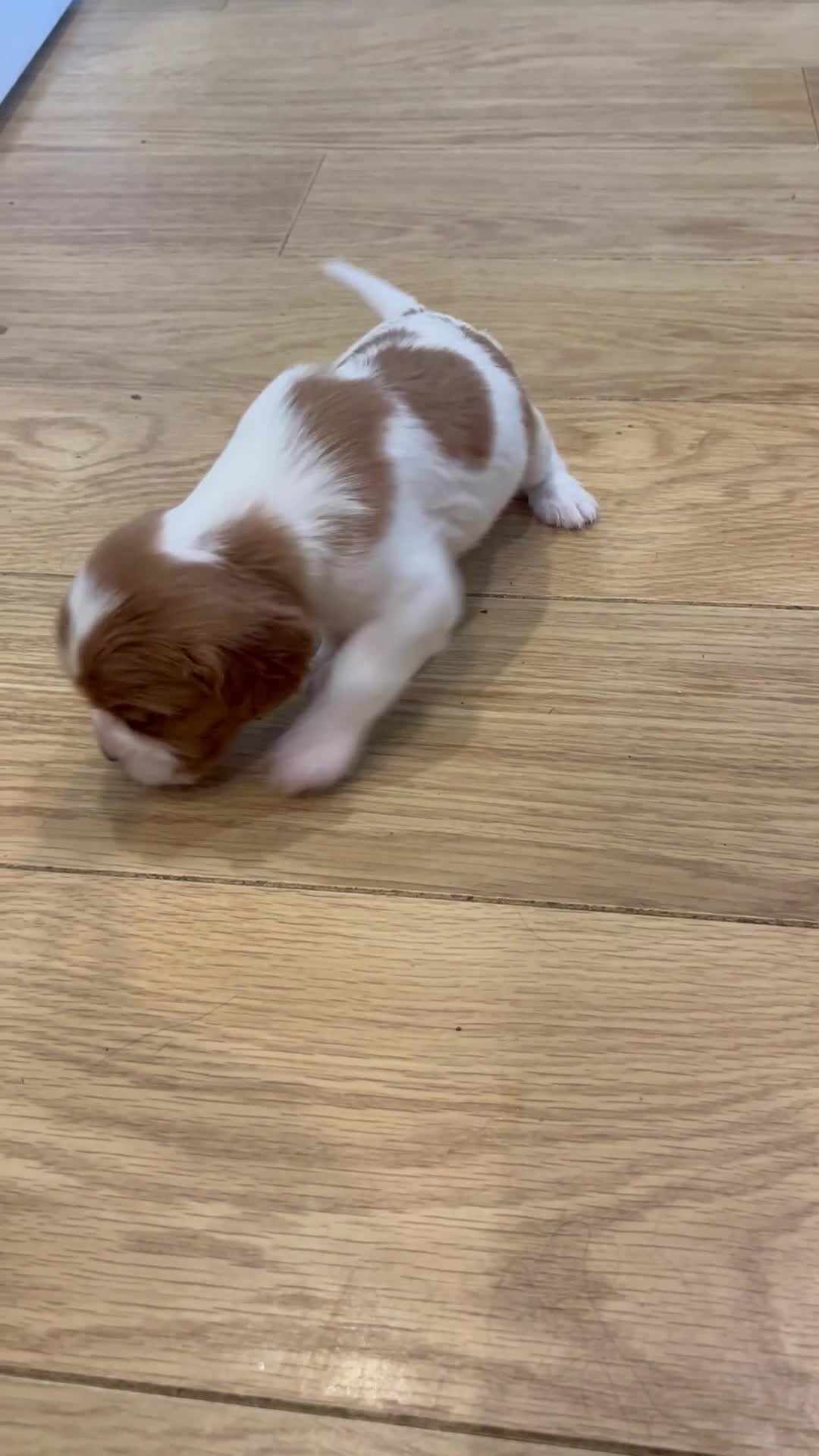 Cavalier King Charles Spaniel dogs for sale: King Charles Cavalier puppies for sale  - Video 1