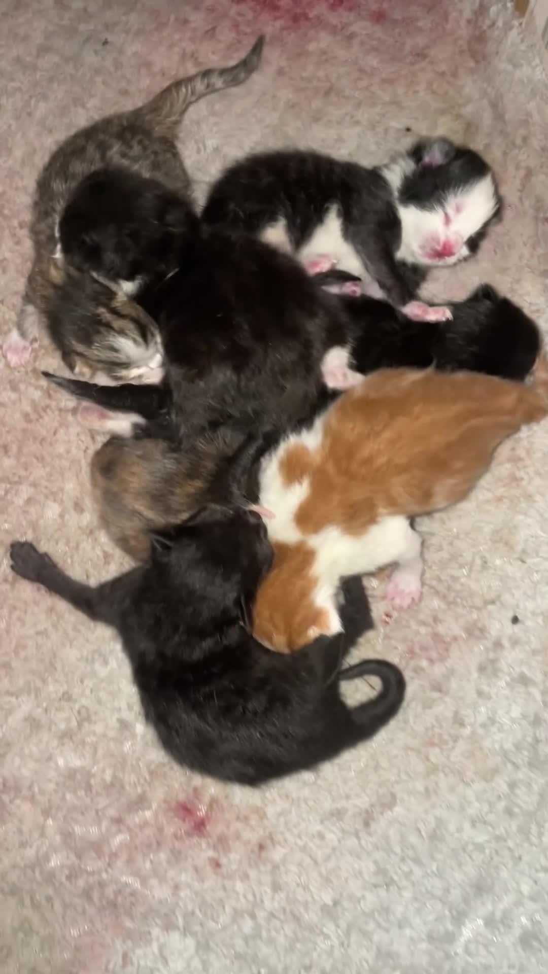 Mixed Breed cats for sale: Beautiful Kittens for Sale - Video 1