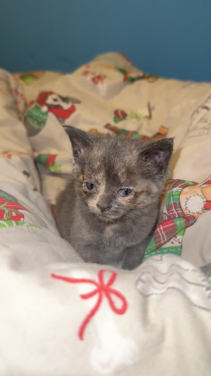 Mixed Breed cats for sale: beautiful male and female kittens 🩵🩷 - Video 2