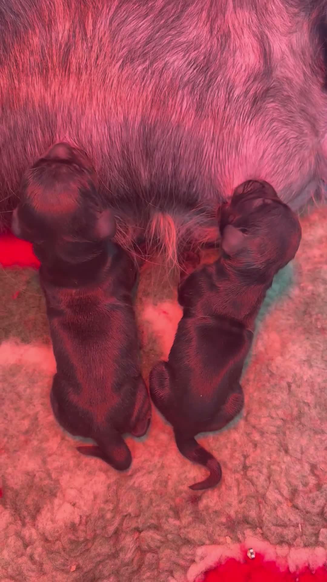 Cocker Spaniel dogs for sale: Real true show type puppies.  - Video 2