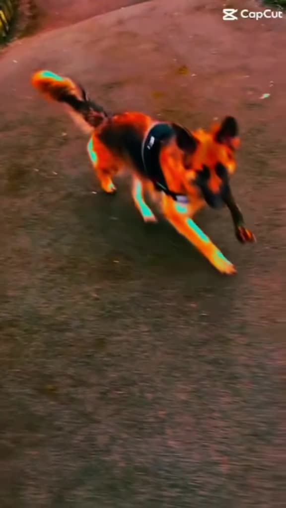 German Shepherd dogs for sale: German shepherd puppies Amber blood line  - Video 4