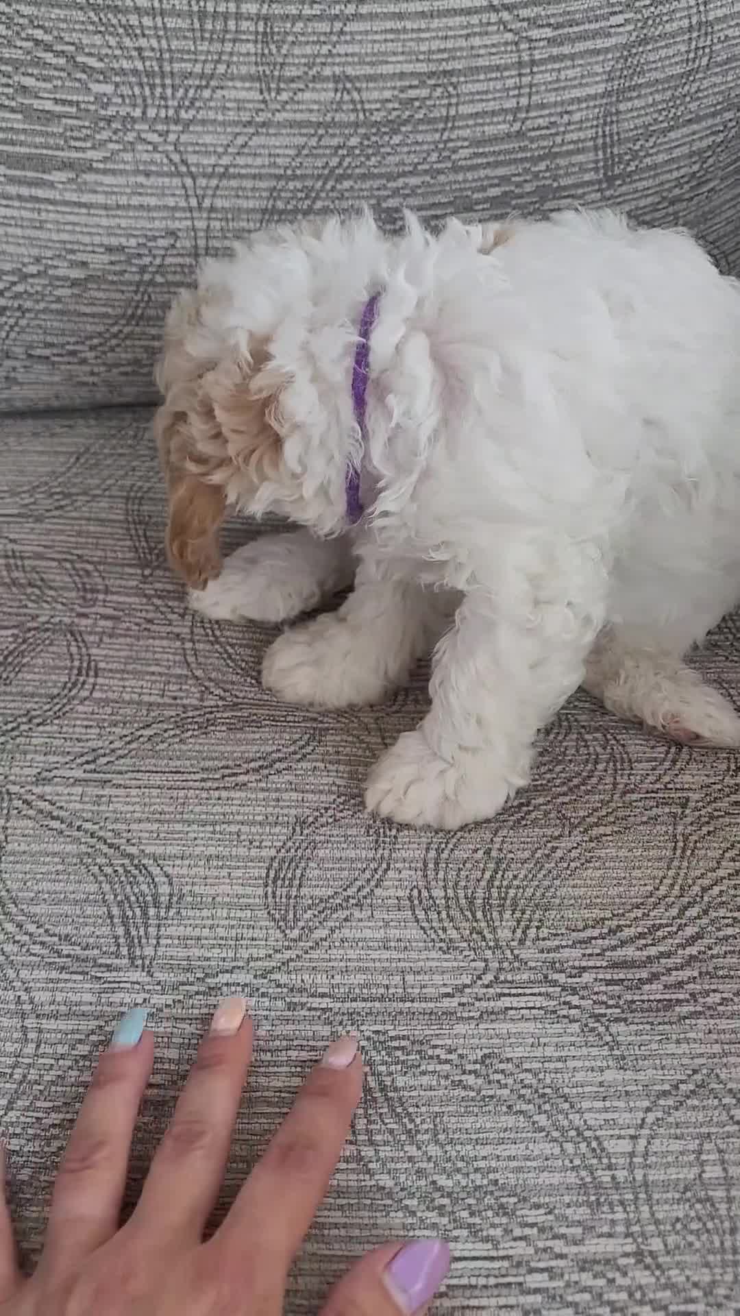 Mixed Breed dogs for sale: Gorgeous Cavapoochon Puppies - Video 1