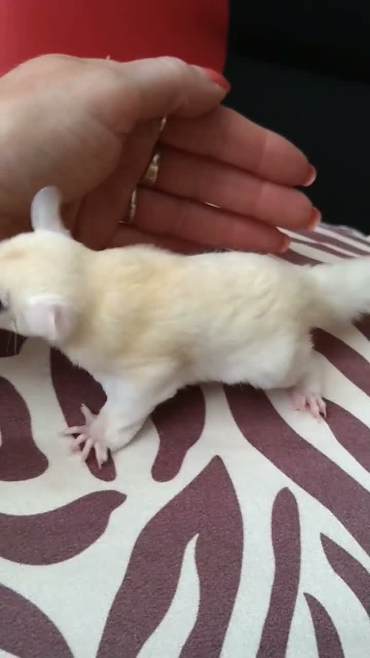 Sugar Glider rodents for sale: Creamino het leu baby boy - Video 2