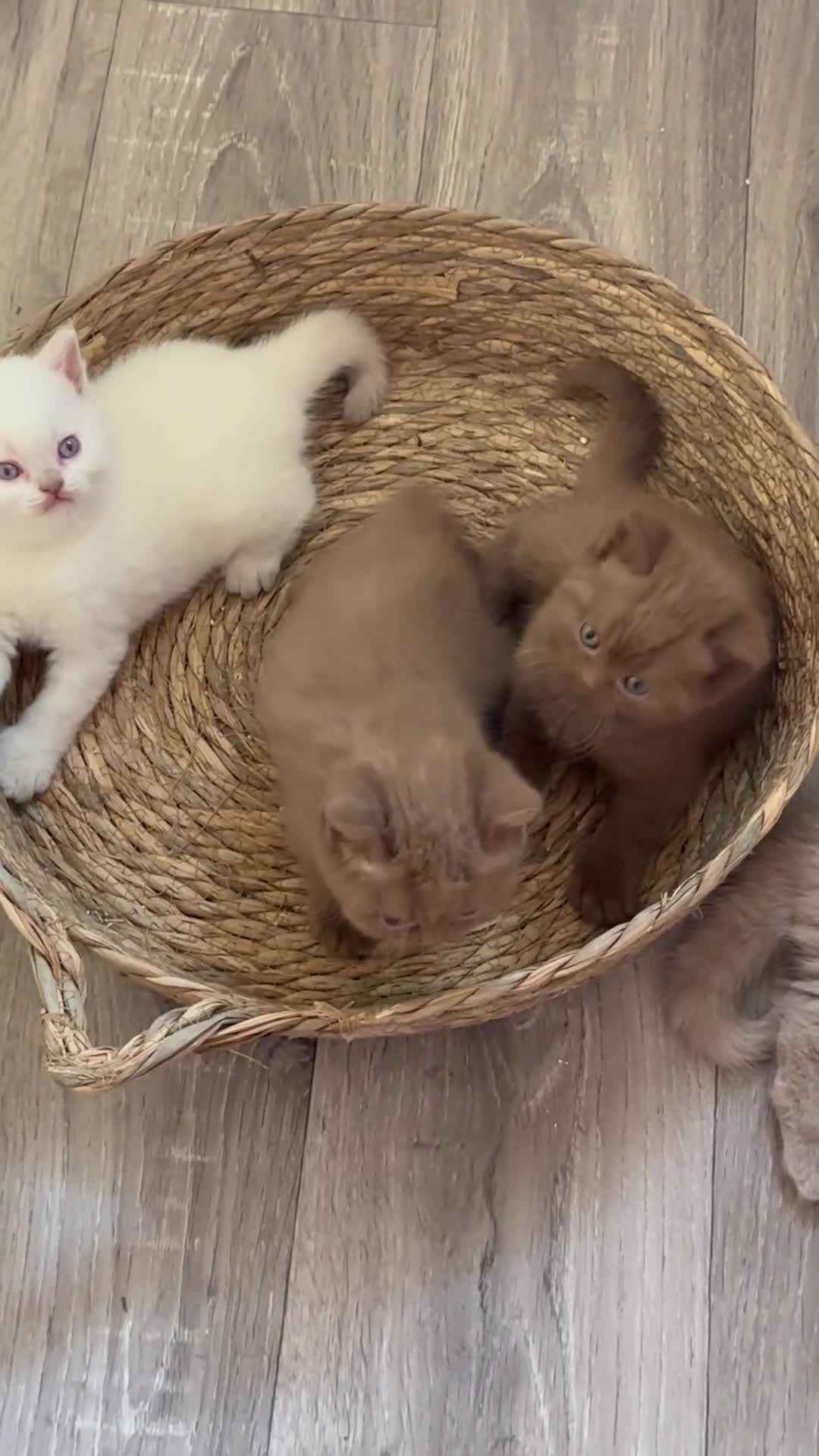 British Shorthair cats for sale: Champion British Shorthair kittens  - Video 1