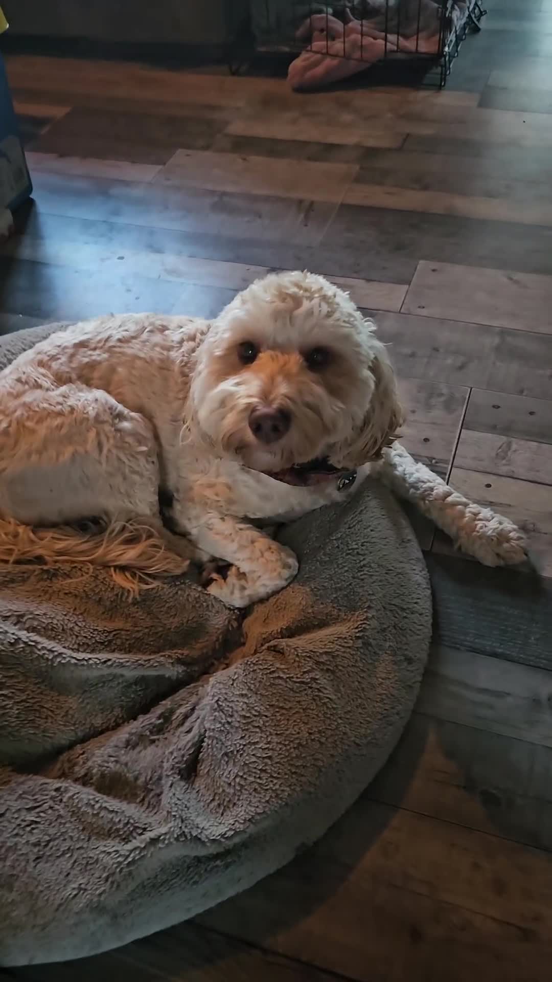 Cockapoo dogs for sale: Sweetest cockapoo - Video 1