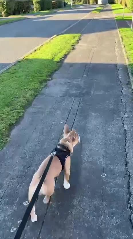 French Bulldog dogs for sale: 7 month old French Bulldog FORSALE  - Video 1