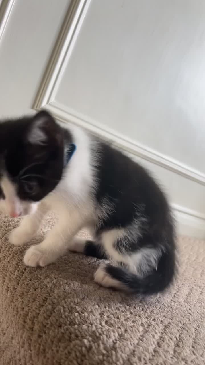 Mixed Breed cats for sale: Tabby mum, black and white dad in Chester - Video 1