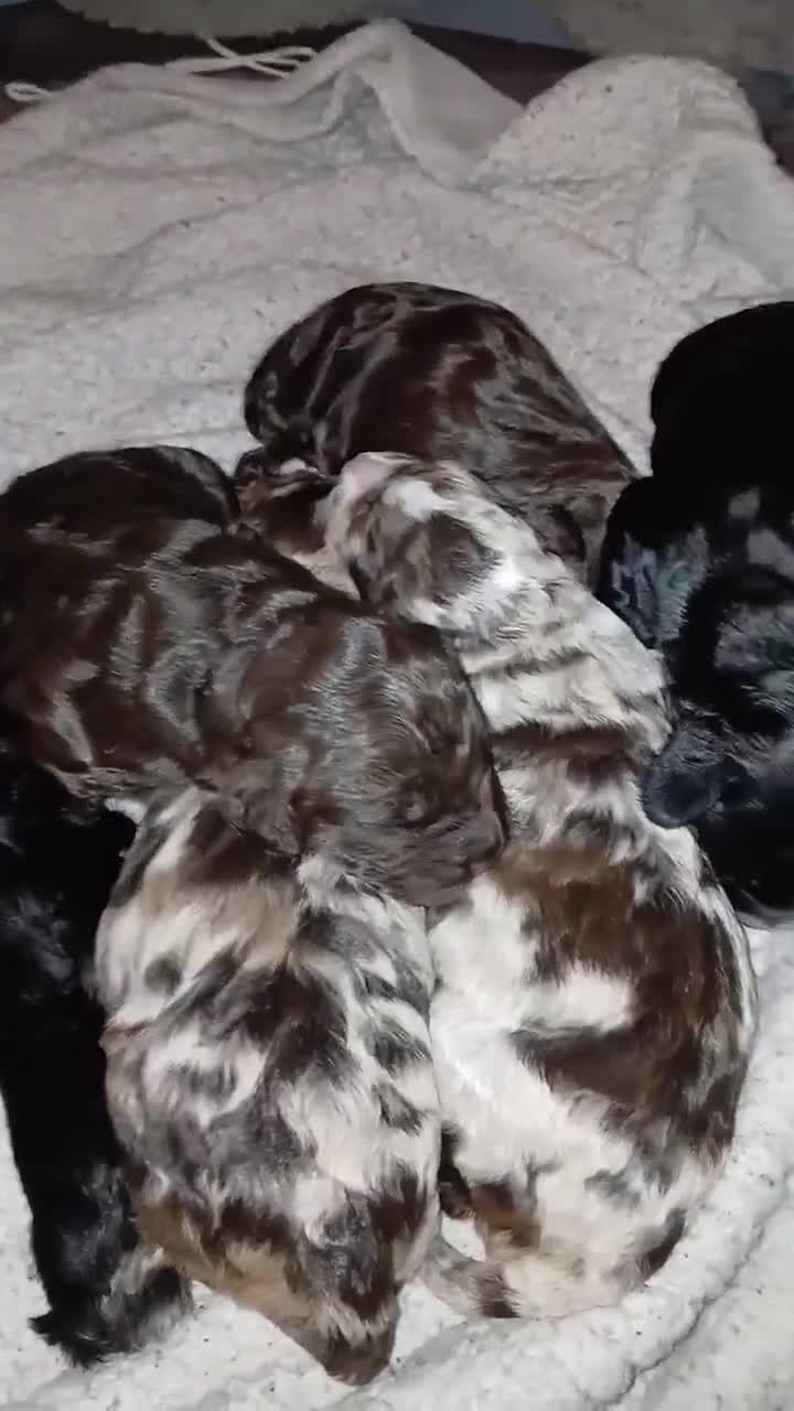 Cockapoo dogs for sale: F1 miniature cockapoos available 16th feb - Video 1