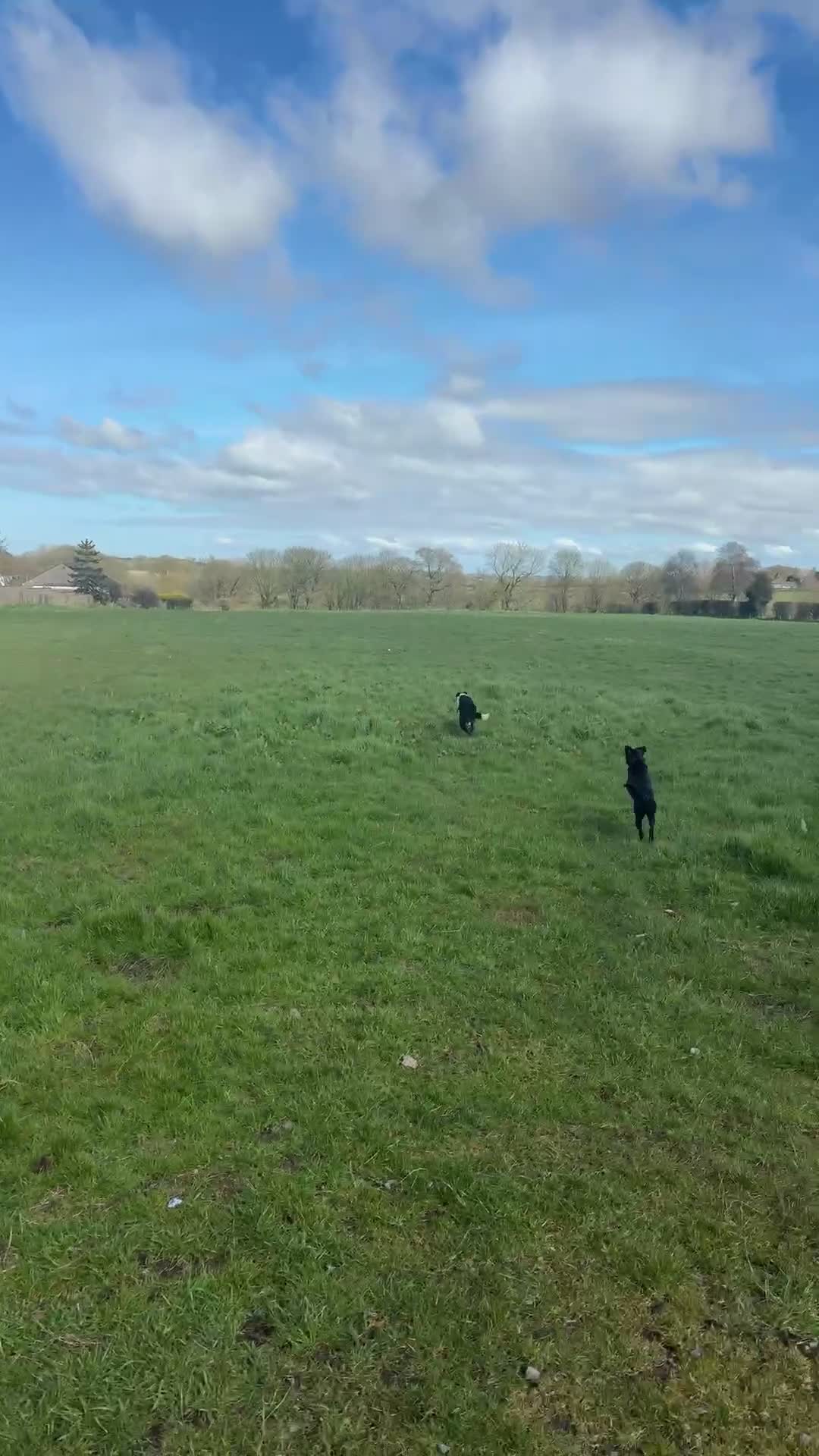Patterjack dogs for sale: Stella in Maryport - Video 1