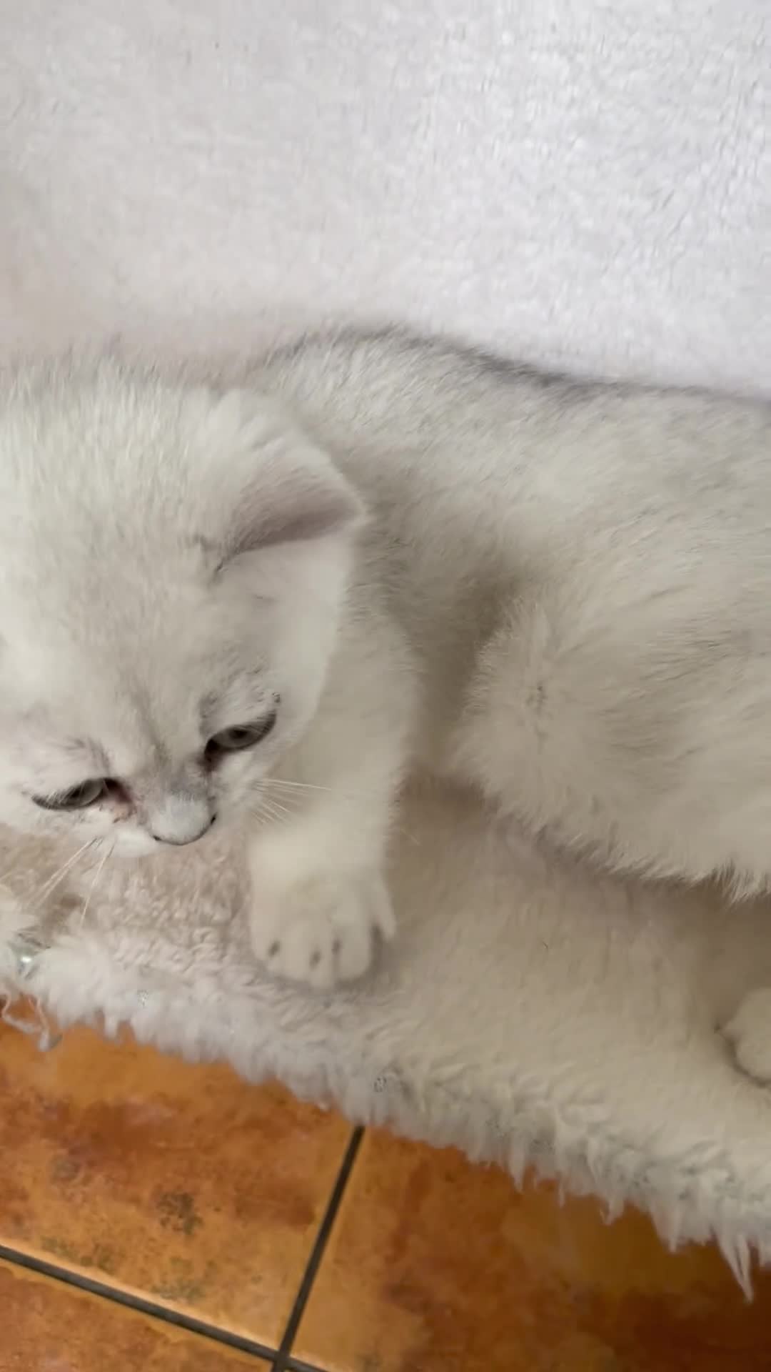 British Shorthair cats for sale: BSH BLACK TIPPED KITTENS GCCF REGISTERED  - Video 3