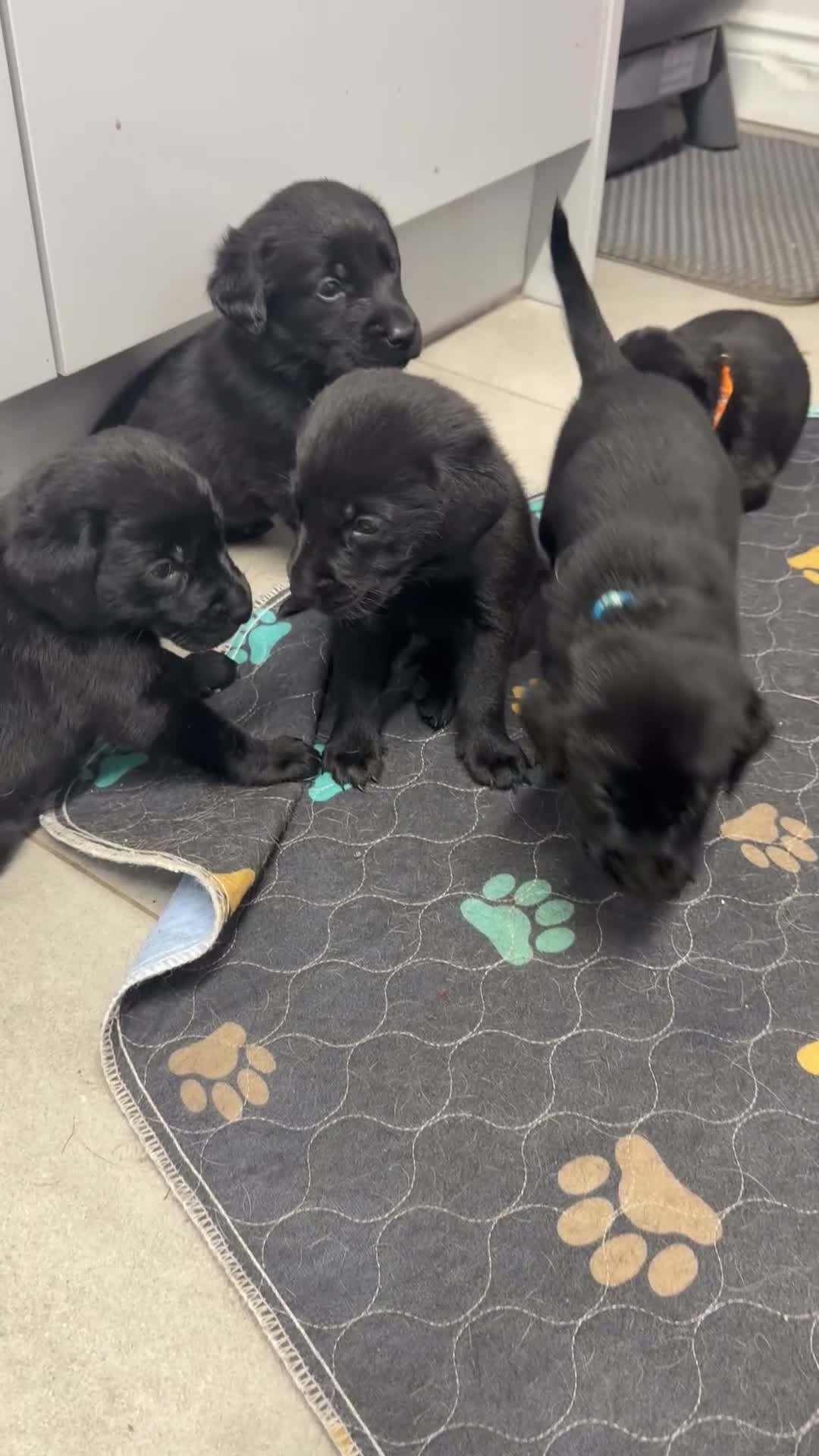 Labrador Retriever dogs for sale: Chunky black Labrador pups 💕 - Video 3