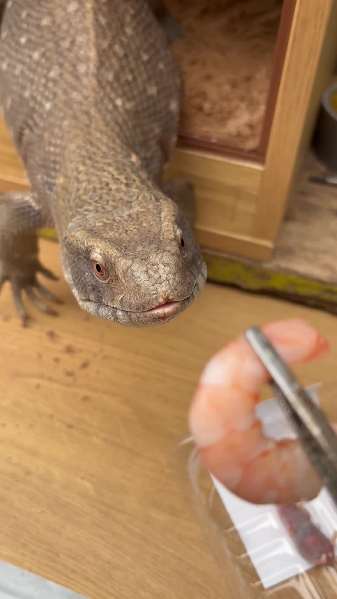 Monitor reptiles for sale: Servanah monitor  - Video 1