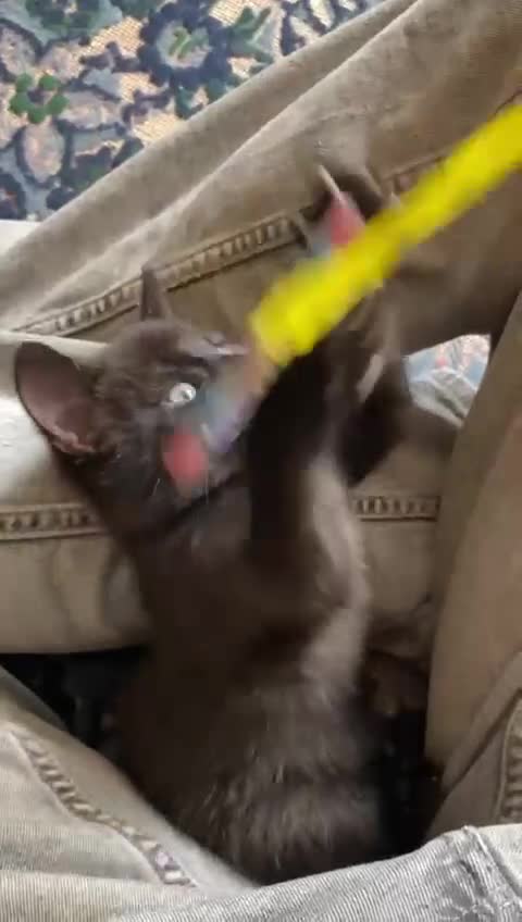 Domestic Shorthair cats for sale: Beautiful, friendly, playful &healthy kittens - Video 1
