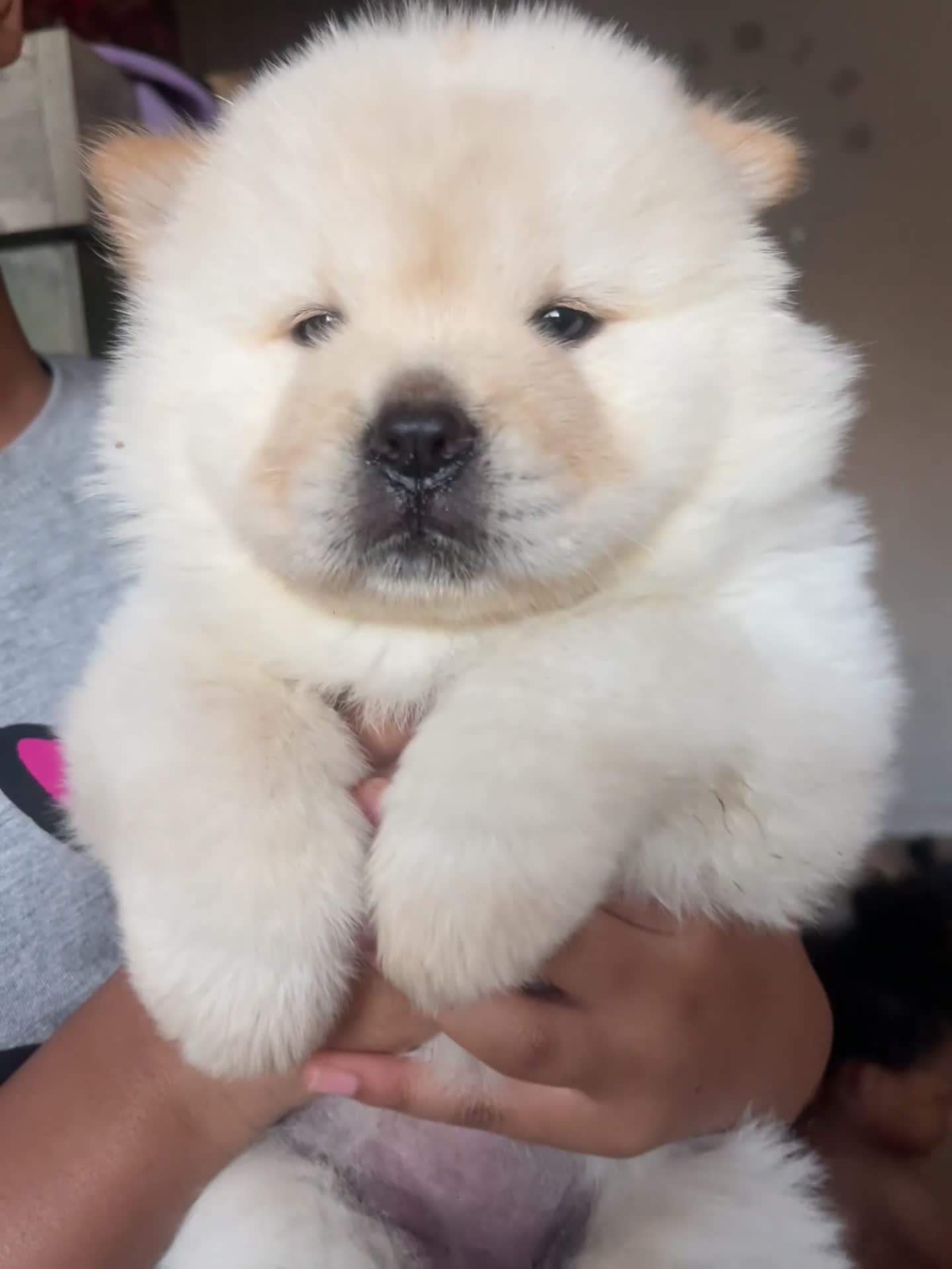 Chow Chow dogs for sale: Chow chow babies  in Enfield - Video 3