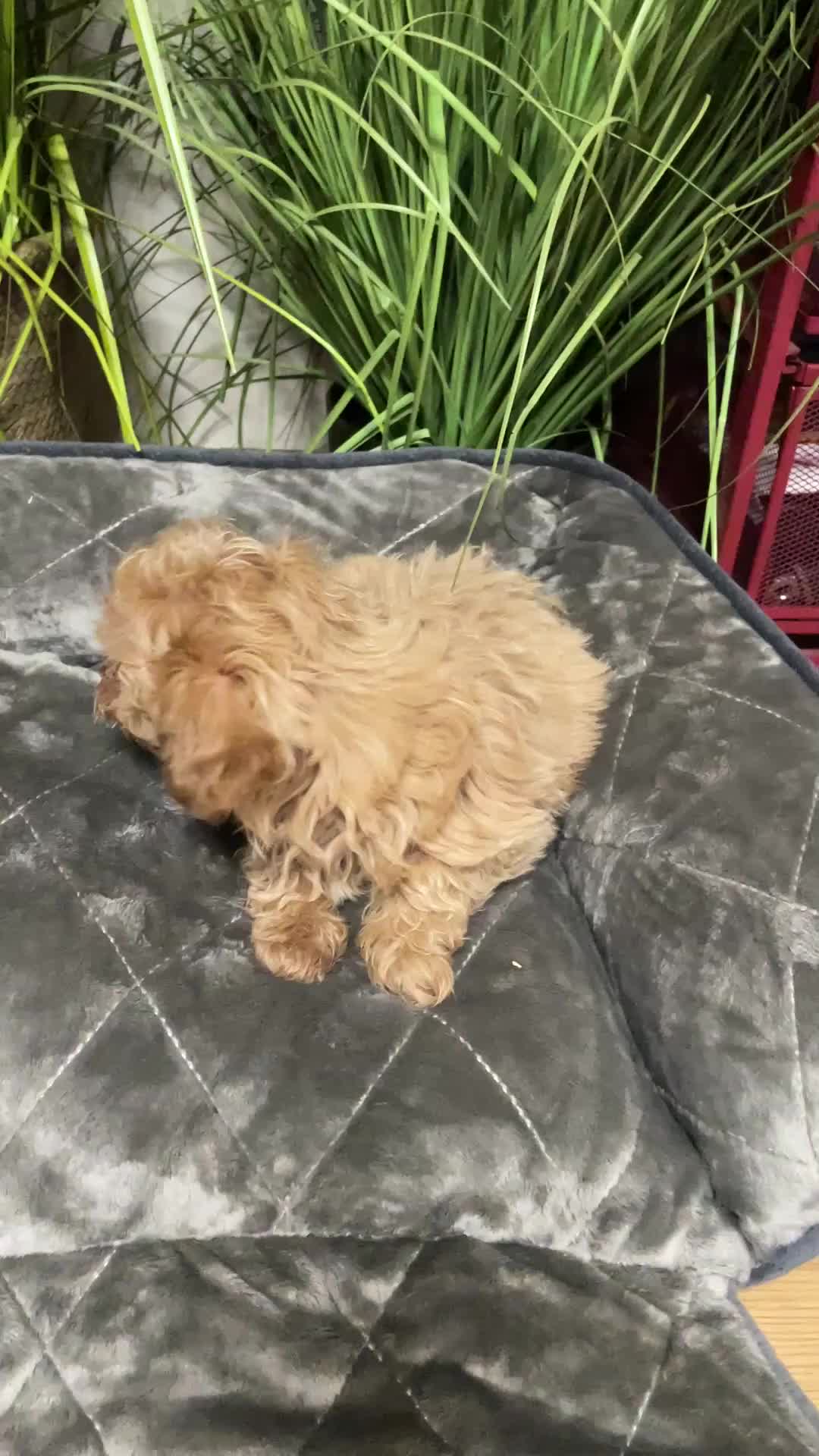 Maltipoo dogs for sale: Maltipoo Puppies – Two Beautiful Boys Available in London - Video 2