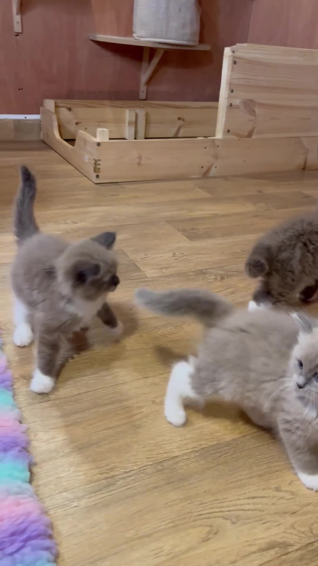 Ragdoll cats for sale: Beautiful Ragdolls  - Video 1