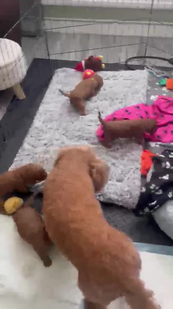Cavapoo dogs for sale: Cavapoo Puppies - 2 boys and 1 girl available - Video 1