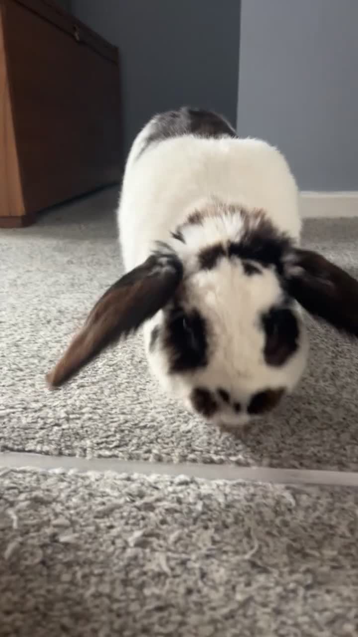 Mixed Breed rabbits for sale: Male rabbit thumper for rehoming - Video 1