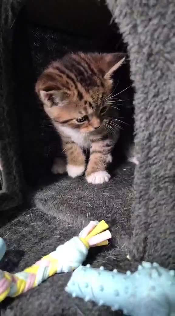 British Shorthair cats for sale: British short hair  - Video 4