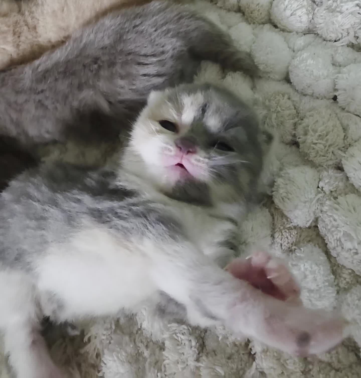 British Shorthair cats for sale: GCCF champion British Shorthair kittens  - Video 1