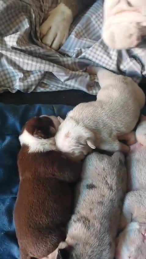 Mixed Breed dogs for sale: Beautiful merle bulldog puppies  in Bourne - Video 2