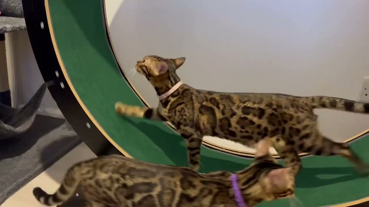 Bengal cats for sale: TICA PURE BREED BENGAL READY TO GO - Video 2