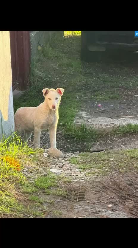 Mixed Breed dogs for adoption: 🐾❤️TALIA WISHES SHE HAD A FAMILY OF HER OWN❤️🐕🐾 - Video 1