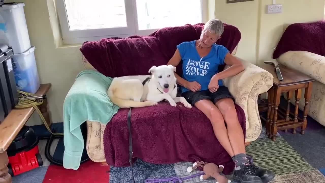 Mixed Breed dogs for adoption: HUGO - I’ll be your dog 💙 in Worcester - Video 1