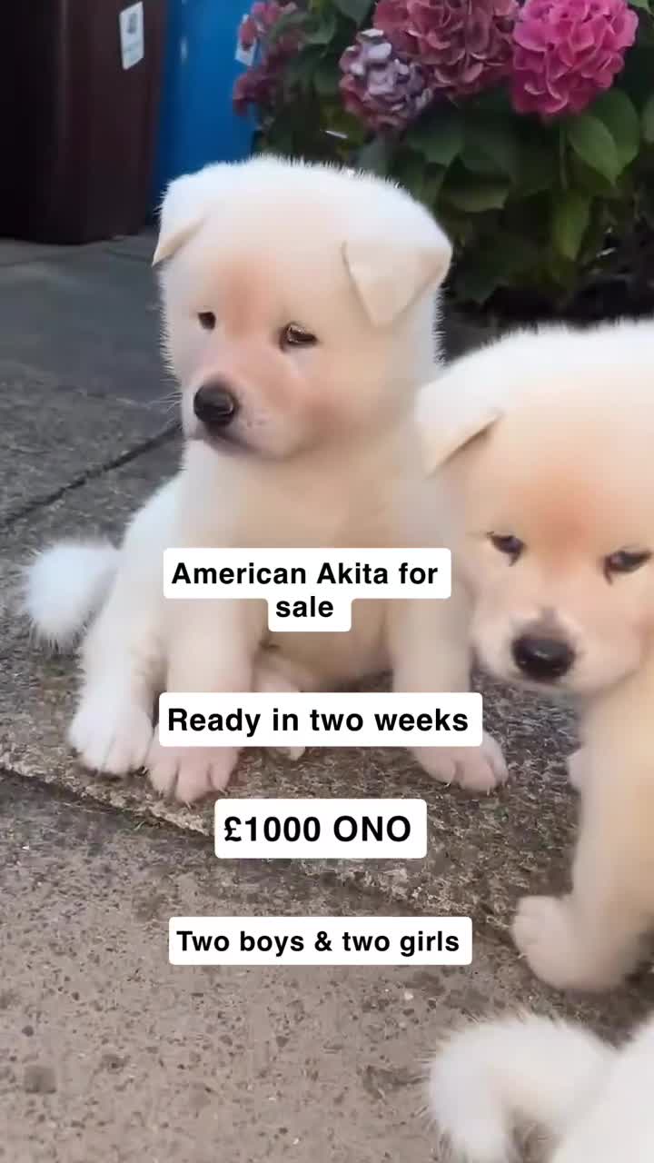 Akita dogs for sale: Akita Puppies for sale - Find Your Forever Friend - Video 3