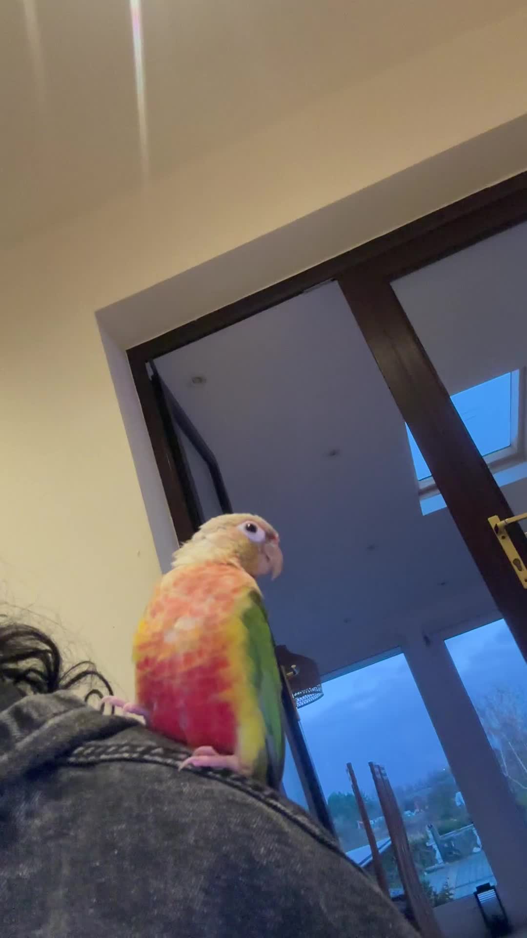 Conures birds for sale: Pineapple concure fully tamed parrot  - Video 1