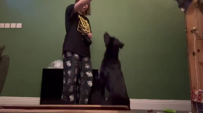 Mixed Breed dogs for adoption: A Bright Boy - looking for the Right Loving Home - Video 1