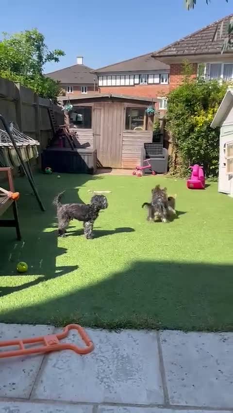 Mixed Breed dogs for sale: Pomchi chihuahua mix  - Video 3