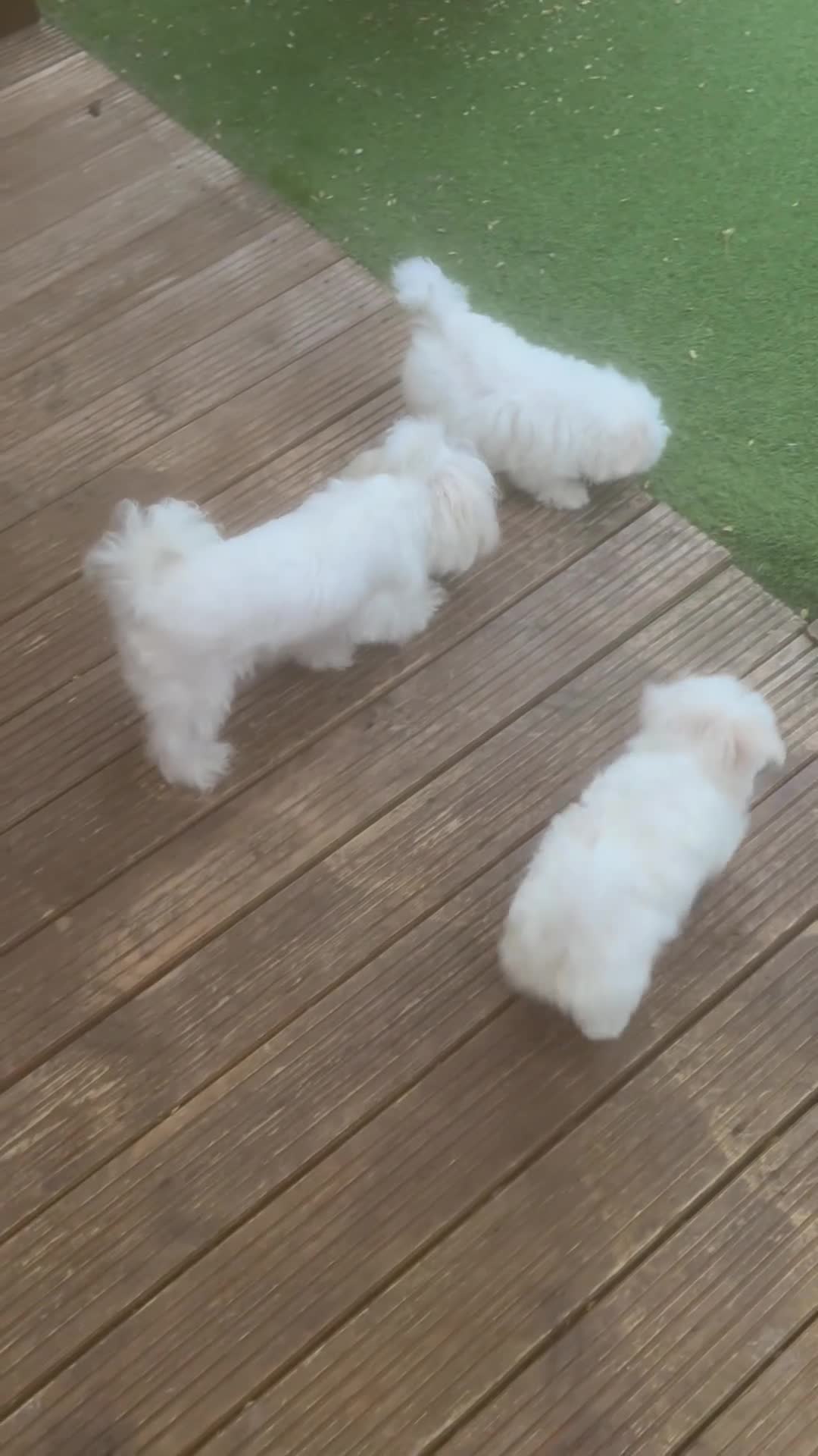 Maltese dogs for sale: Maltese Korean mini  - Video 1