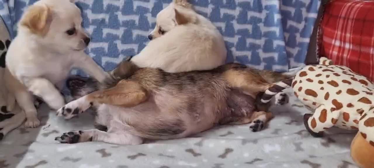 Chihuahua dogs for sale: Chihuahua boys for sale - Video 2