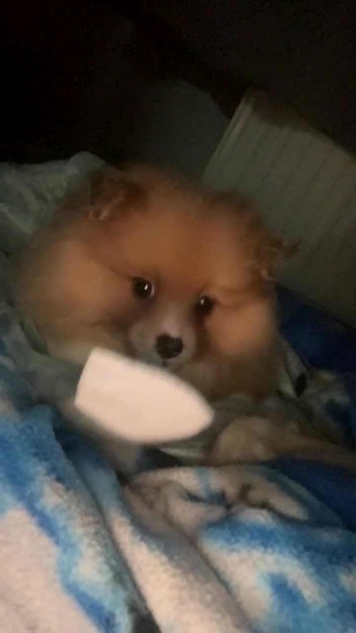 Pomeranian dogs for sale: beautiful 10 week old female Pomeranian puppy🤎 - Video 1