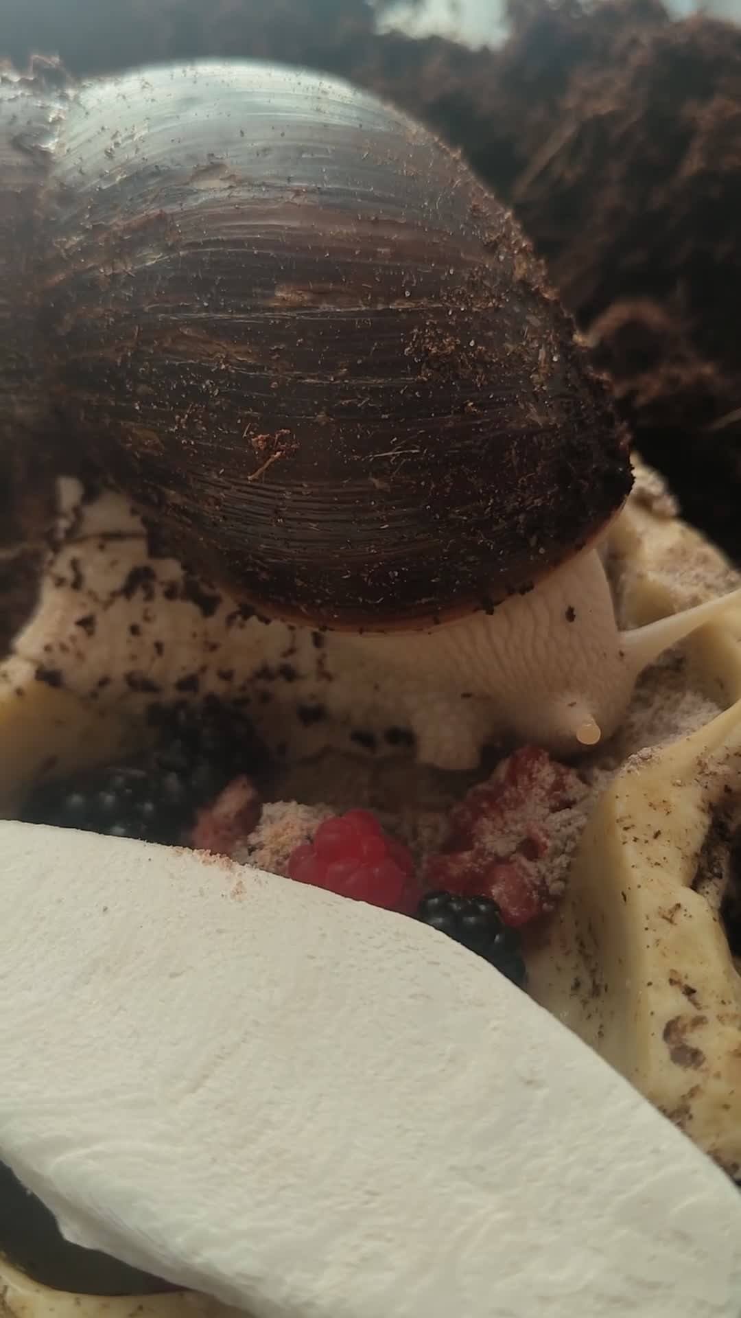 Snails invertebrates for sale: Two Giant African Snails - Video 1