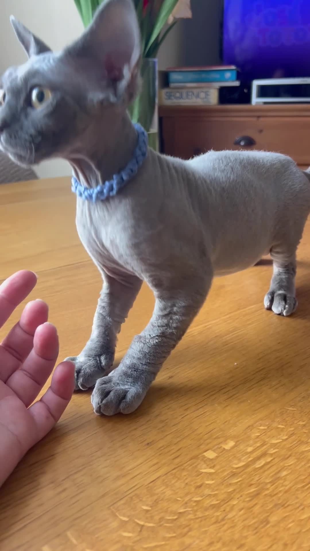 Devon Rex cats for sale: Our beautiful Devon Rex kittens are ready to move  - Video 3