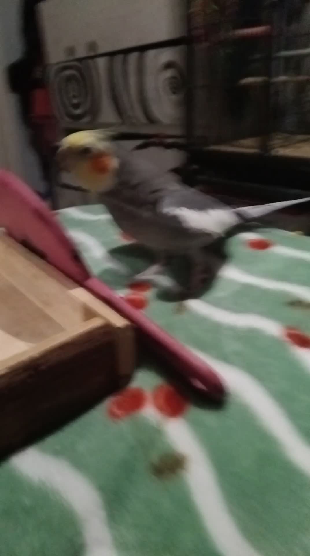 Cockatiels birds for sale: Male cocktail 3 years old in Redditch - Video 1
