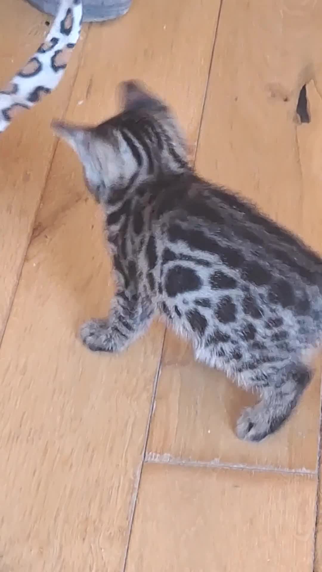 Bengal cats for sale: Bengals rare colours with clouded Leopard pattern in Mexborough - Video 2