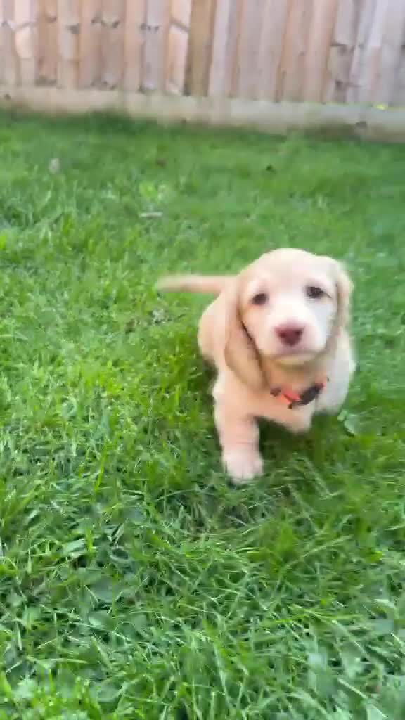 Miniature Dachshund dogs for sale: 1 GIRL LEFT KC Cream Mini Long haired Dachshunds - Video 2